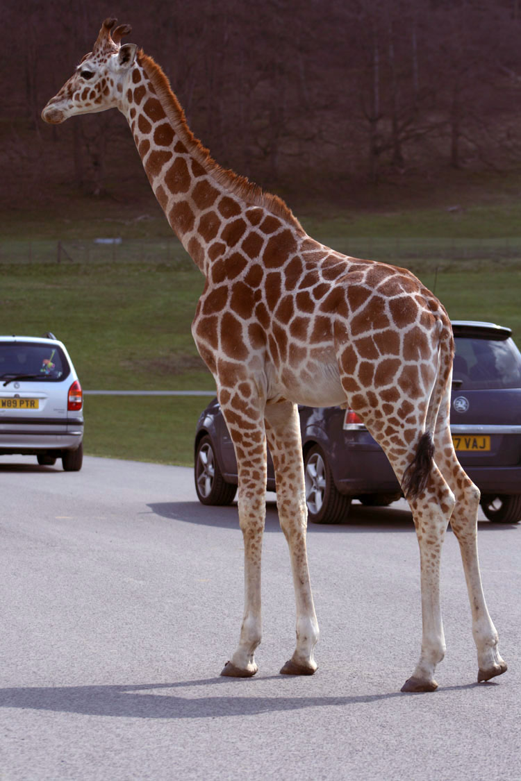 giraffe taken by us who have hotel near longleat